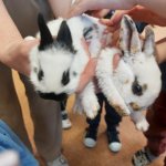 phoca_thumb_m_krlci a zajci 4 Fotogalerie